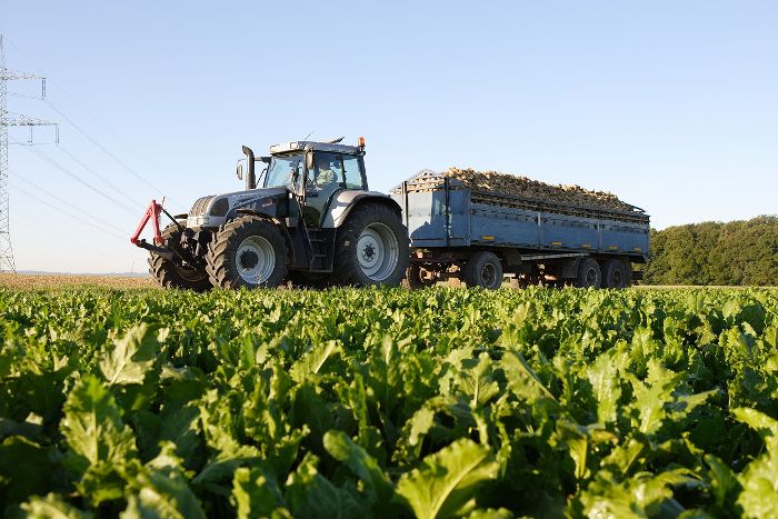 Erntezeit im September: So wird aus Zuckerrüben Sirup