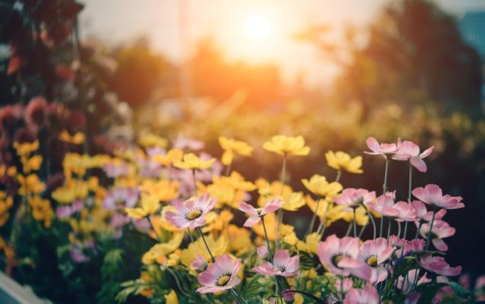 Gartenarbeit sorgt für heftige Streits zwischen Mietern und Vermietern