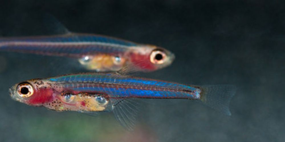 Paedocypris – Miniaturisierte Fische mit winzigen Genomen
