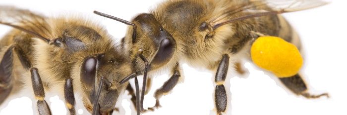 Bienenseuche Amerikanische Faulbrut festgestellt