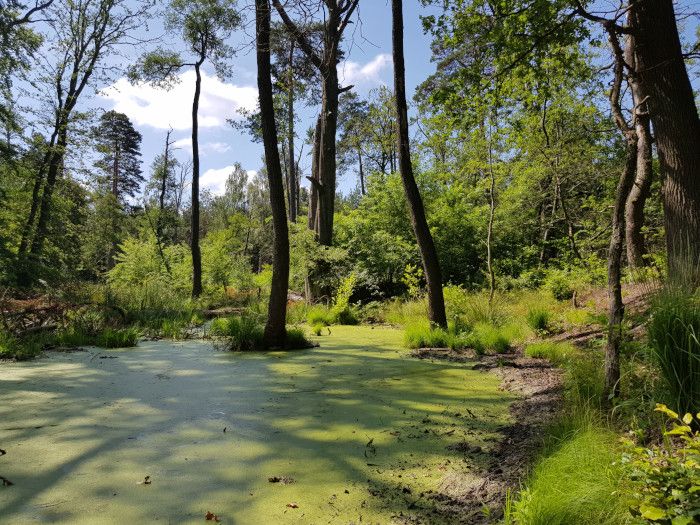 Ohne Wiedervereinigung kein Nationales Naturerbe