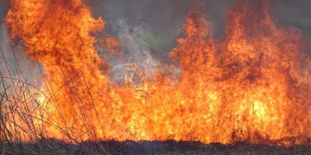 Schilffläche am Fehrenhorn ein Raub der Flammen
