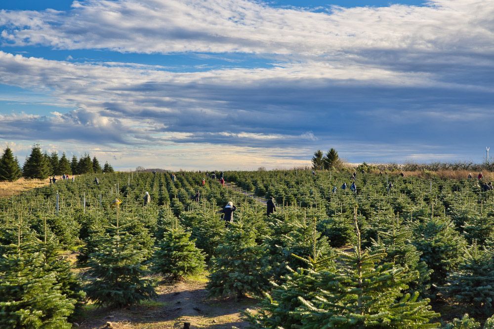 Bundesweiter Auftakt der Weihnachtsbaum-Saison in Werder (Havel)