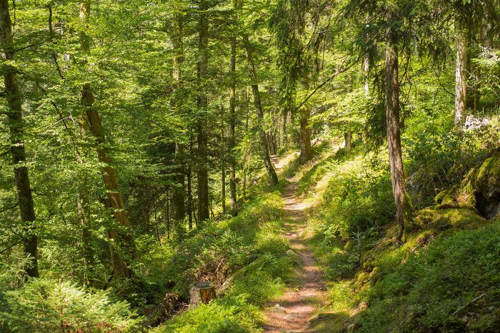 Erfolgreicher Auftakt zur „Waldputzete“ im Hochschwarzwald