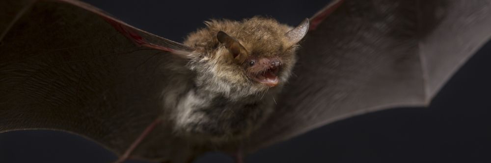 Herbst: Balzzeit der Fledermäuse