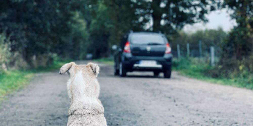 Kein Herz für Tiere: In den Sommermonaten werden vermehrt Heimtiere ausgesetzt