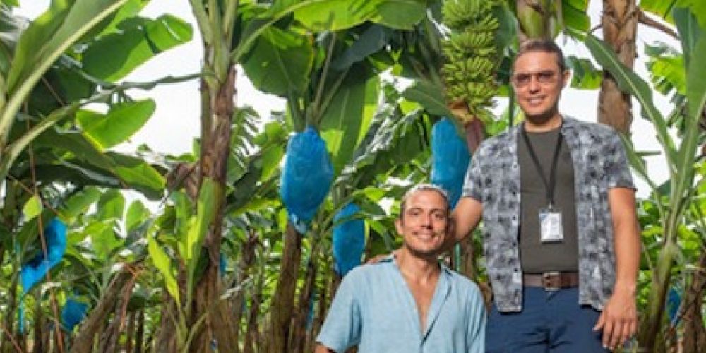 Nachhaltige Bananen- und Ananasproduktion schützt Biologische Vielfalt