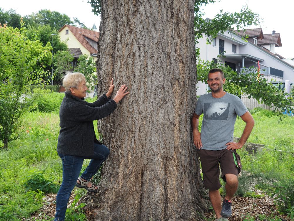Besondere Bäume im Landkreis: Der Ginkgo Baum in Kadelburg