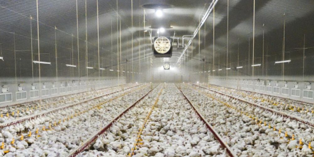 VIER PFOTEN - „Es fehlen verbindliche Strategien“