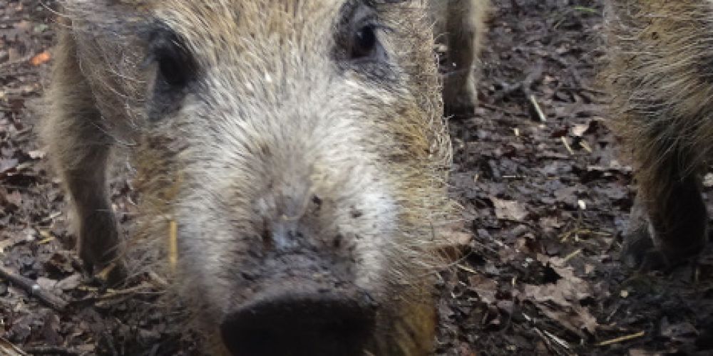 Schweinepest - VIER PFOTEN mahnt zur Umsicht im Wald