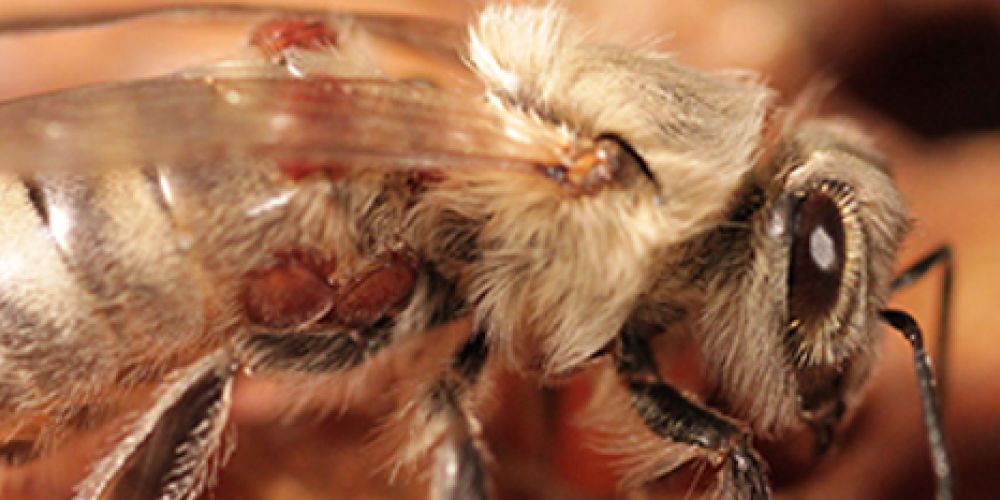 Forscher entdecken Medikament gegen Varroa-Milbe