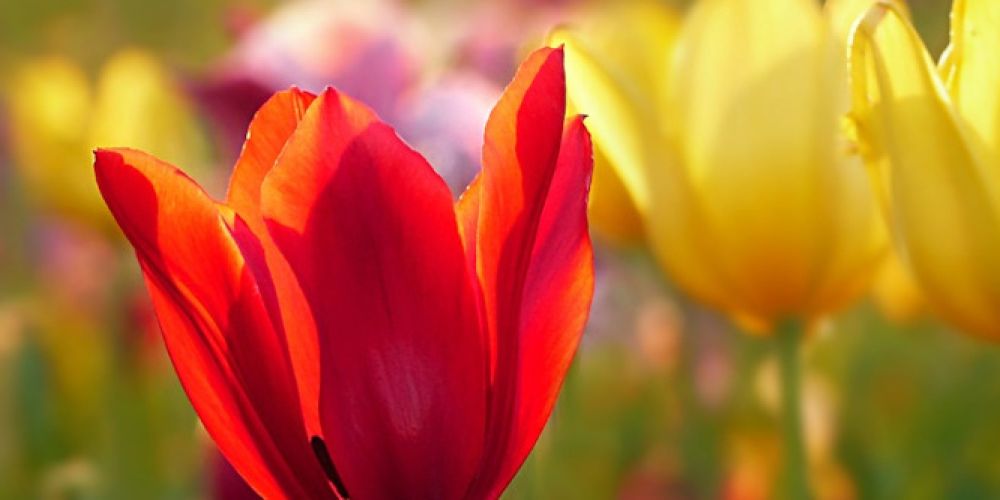 Von den Tulpenzwiebeln zur Frühlingspracht: Wissenswertes zur niederländischen Nationalblume