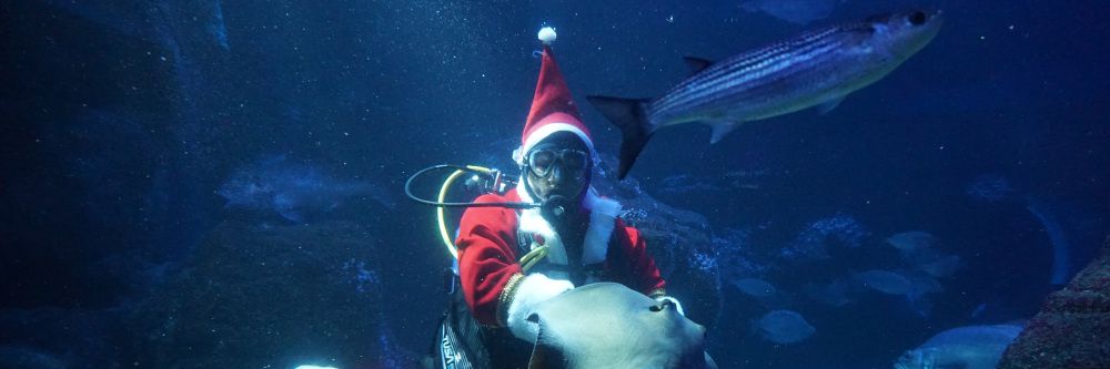 PM Nikolaus taucht im SEA LIFE Berlin ab