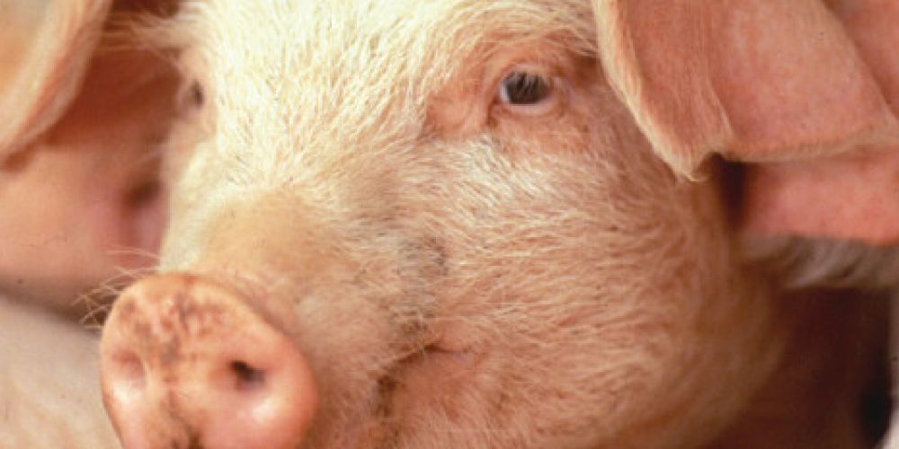 GroKo steht: Jetzt Agrarwende einleiten und Tierschutz verbessern