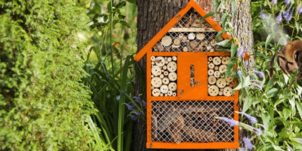 Paderborner geben Bienen ein Zuhause