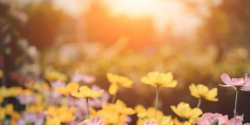 Gartenarbeit sorgt für heftige Streits zwischen Mietern und Vermietern