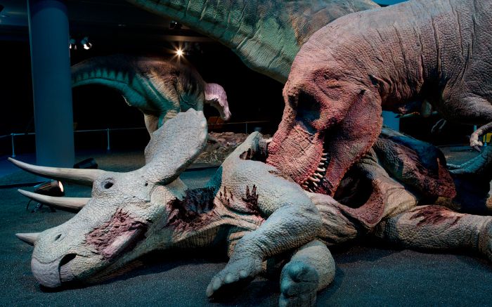 Besucherrekord geknackt: Grossandrang auf die T.rex-Ausstellung