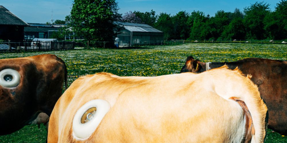 Kühe erobern Foyer der Württembergischen Landesbibliothek