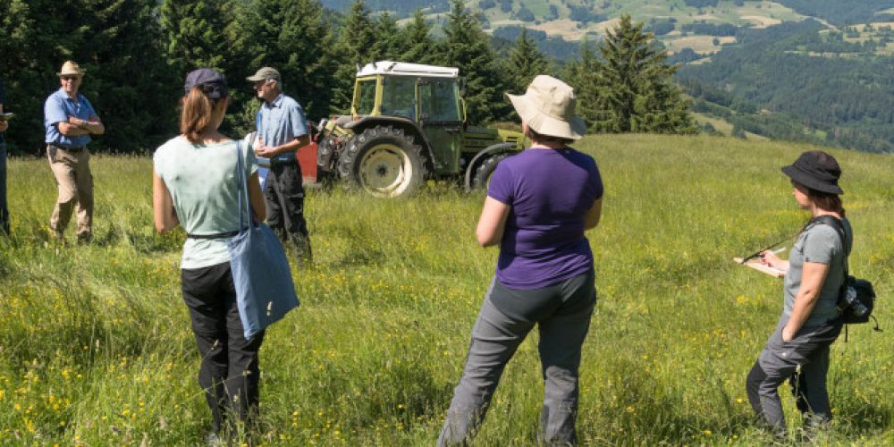 Zeigt her eure Weiden – artenreiches Grünland gesucht