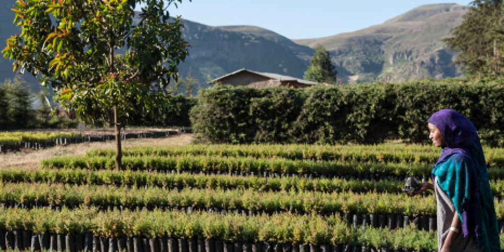 Tag des Baumes: Über 200 Millionen Bäume für Äthiopien