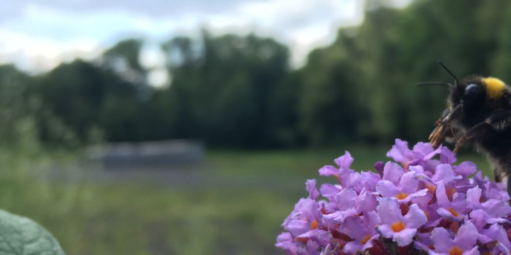20. Treffen zum ehrenamtlichen und amtlichen Erhalt von Flora und Fauna