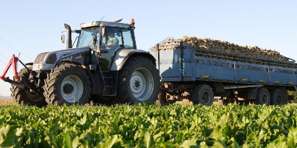 Erntezeit im September: So wird aus Zuckerrüben Sirup