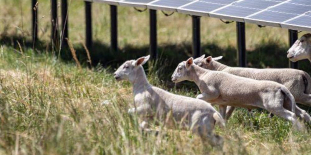 Neue Broschüre über Photovoltaik in der Landwirtschaft erschienen