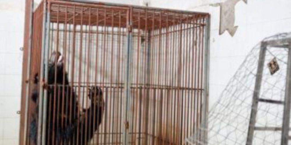 Nach 20 Jahren Qualen: VIER PFOTEN rettet ehemalige Gallebärin in Ho-Chi-Minh-Stadt in Vietnam