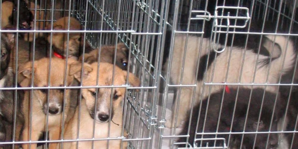 2022 bereits mehr als 900 Hunde beschlagnahmt