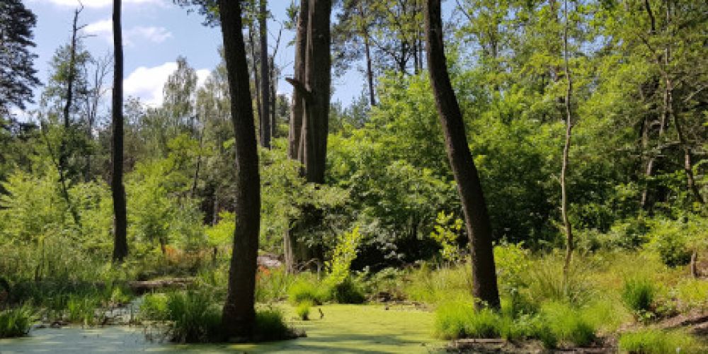 Ohne Wiedervereinigung kein Nationales Naturerbe
