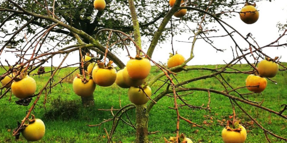 Tipps für den zukunftsfähigen, ertragreichen Anbau