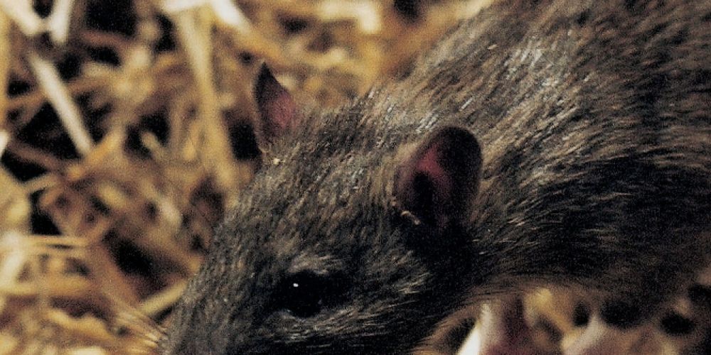 Ratten tierfreundlich vertreiben