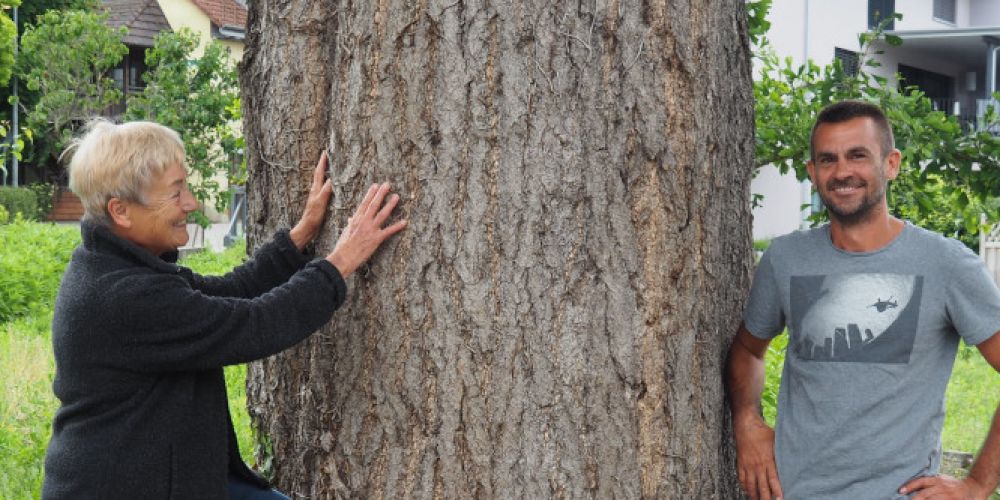 Besondere Bäume im Landkreis: Der Ginkgo Baum in Kadelburg