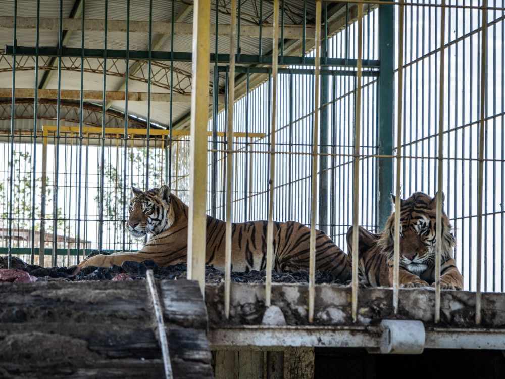 Argentinien: Hoffnung für vier Tiger nach 15 Jahren in zurückgelassenem Bahnwaggon