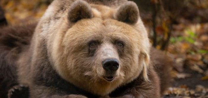 Braunbärin Clara ist gestorben