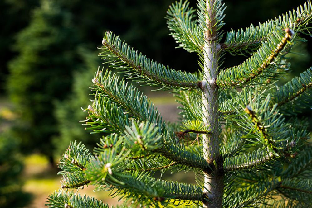 Halbzeit für den natürlichen Weihnachtsbaum