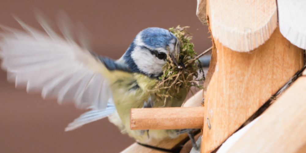 Natur im Frühlingsmodus - Risiko später Wintereinbruch