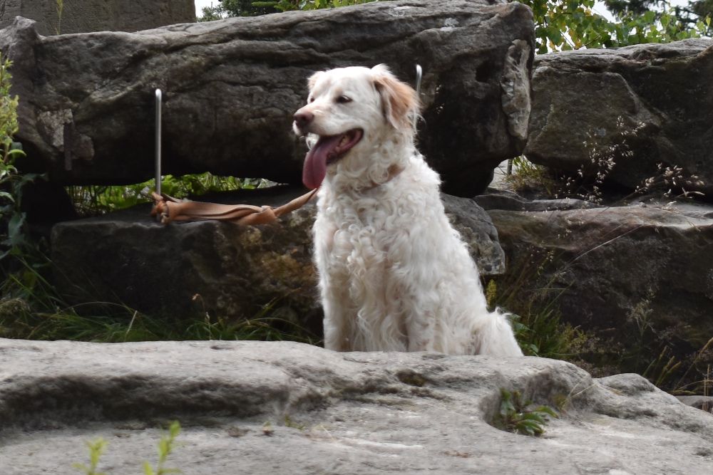 Pleite durch den eigenen Hund