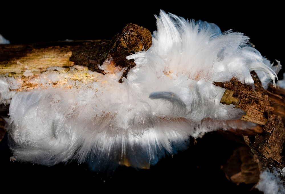 Haareis – Ein ganz spezielles Eiskristall