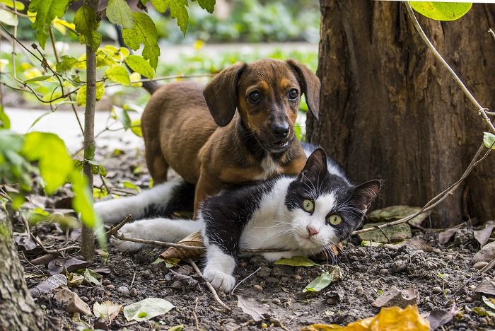 Erste Hilfe am Hund Kurs bei den Johannitern in Freiburg