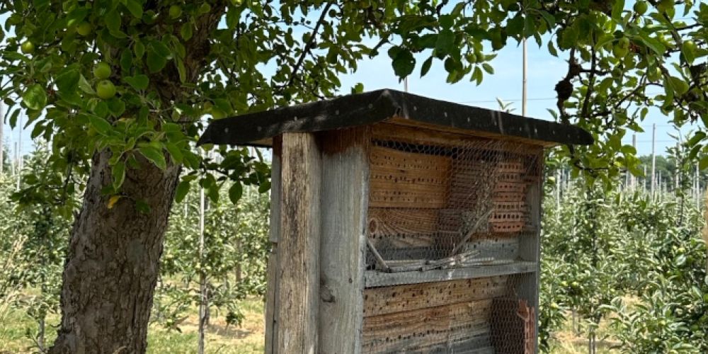 Obsterzeuger am Bodensee setzen koordiniert Maßnahmen um
