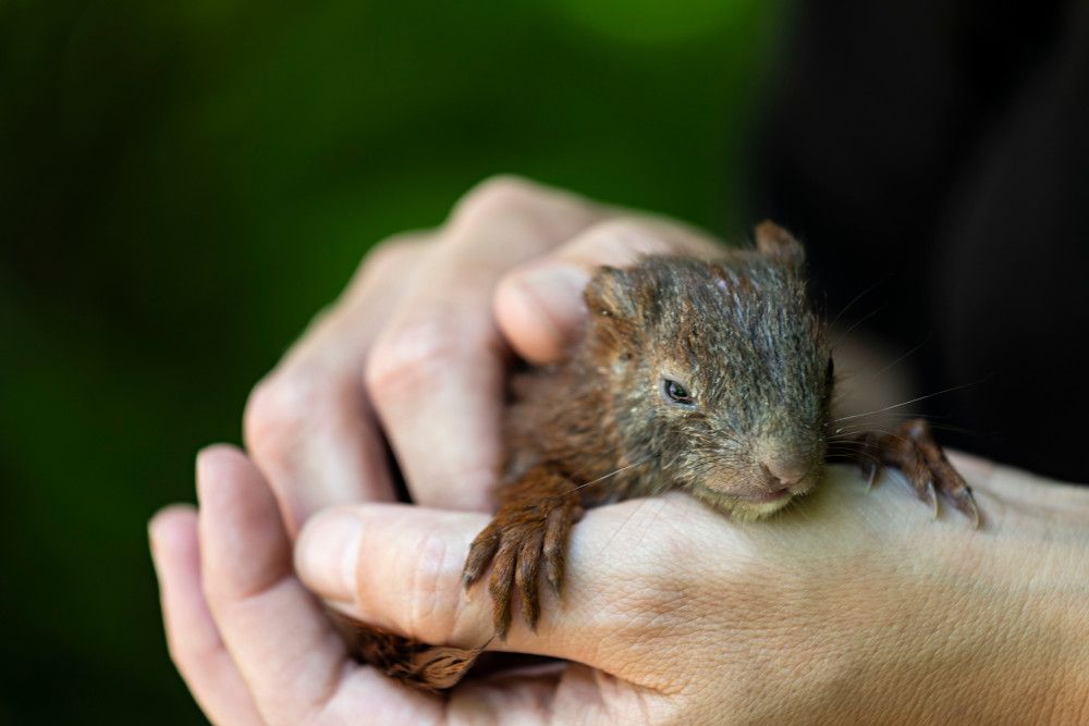 Hitzewelle: So helfen Sie unseren heimischen Wildtieren!