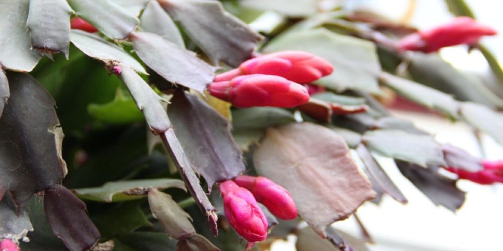 Wenn der Garten ruht: Tipps vom Gartenbauexperten für gesunde Pflanzen und grüne Stimmung im Haus