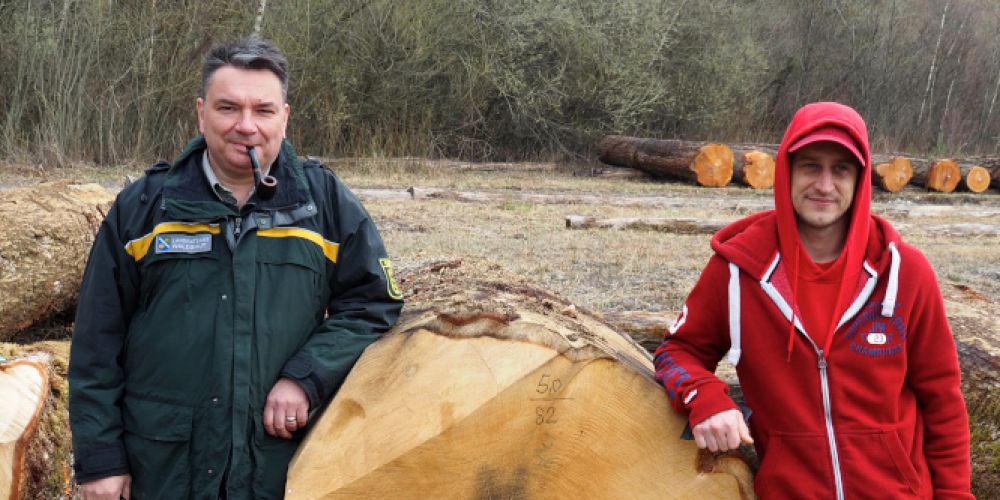 Eiche aus Jestetten erlöst höchsten Erlös