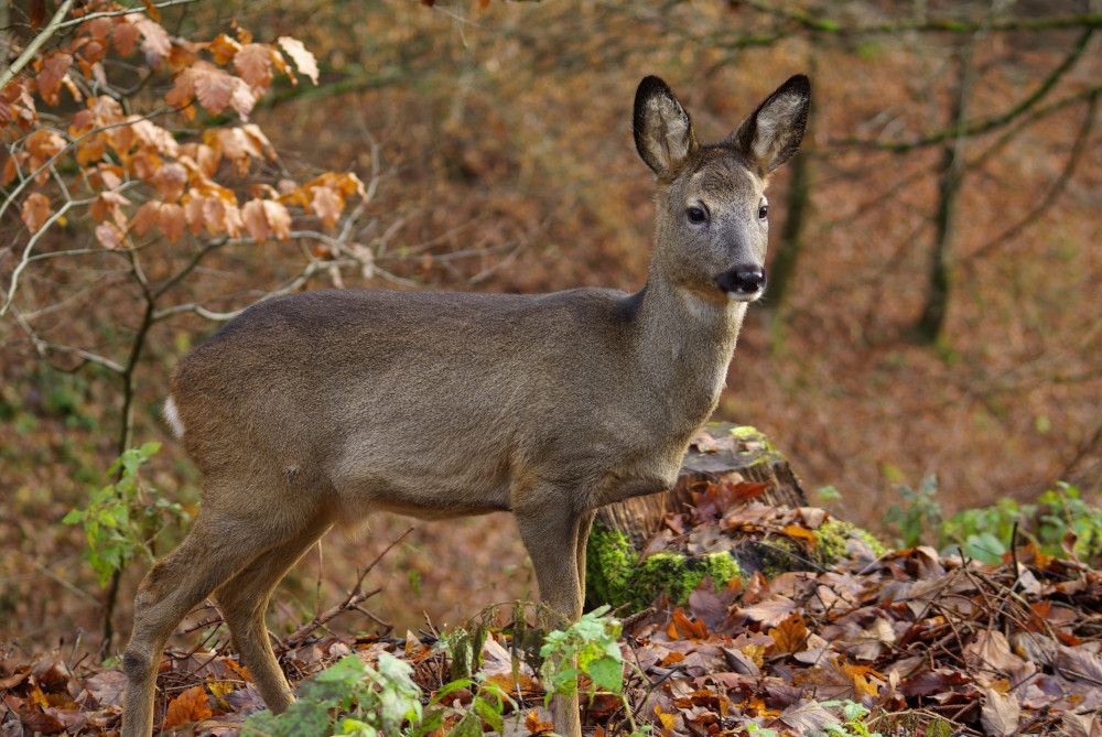 Wildunfälle bei Dunkelheit und Nebel vermeiden