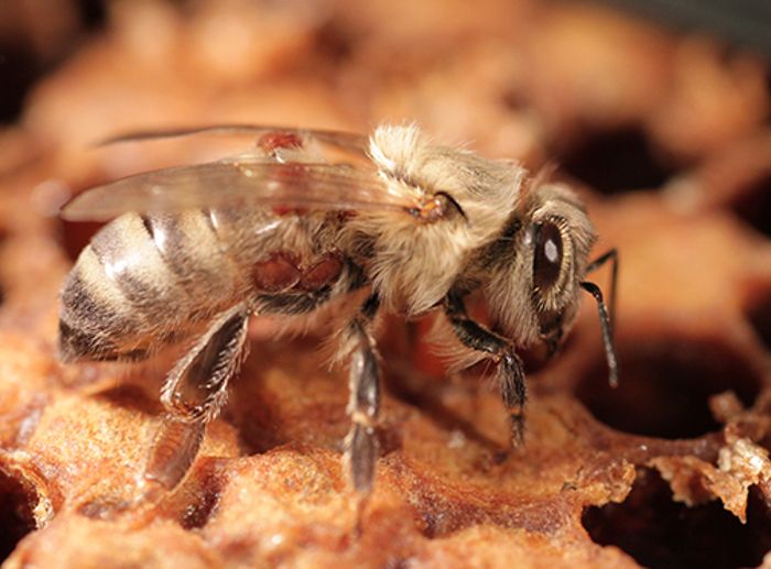 Forscher entdecken Medikament gegen Varroa-Milbe
