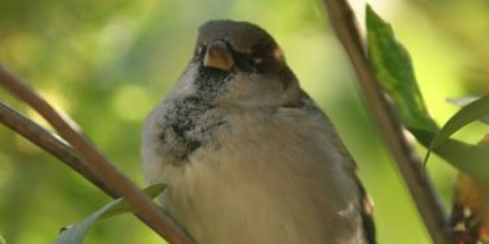 Wasser für unsere heimischen Vögel – Vogeltränken können jetzt Leben retten