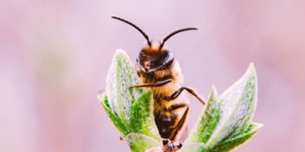 Aktion Biene-frei: LandReise.de unterstützt Urlauber aktiv beim Bienen retten