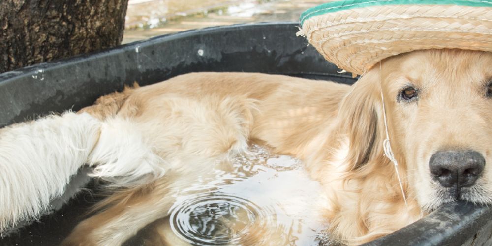 "Hundstage" beginnen