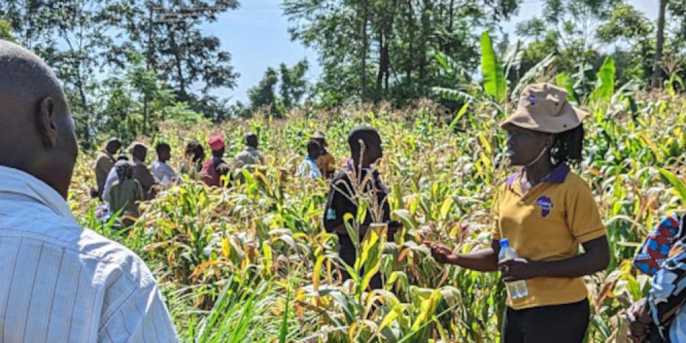Biologisch gegen Hexenkraut